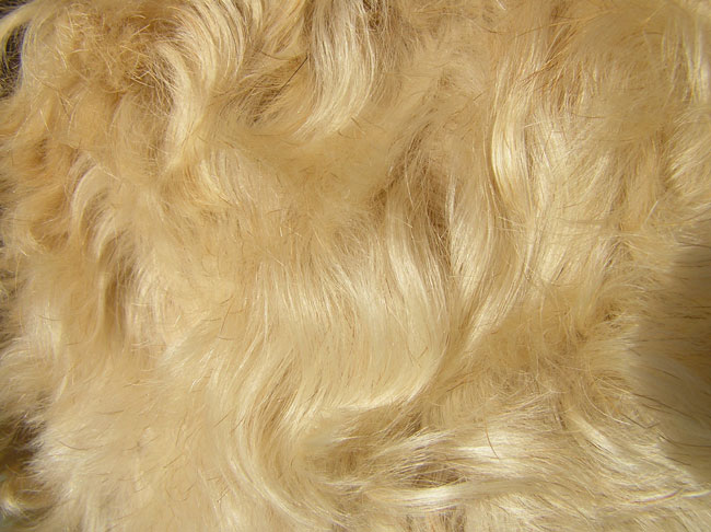 detail krásné srsti