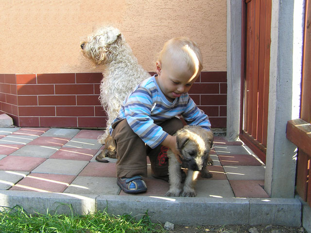 little David with puppies