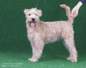 Irish coat wheaten terrier puppies outlet